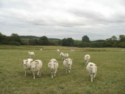 Sheep having a nosey