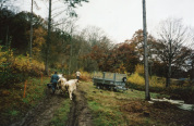Our first cattle on their way to Mabley Wood Pasture 2003