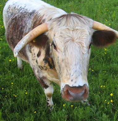 longhorn cattle at mabley farm